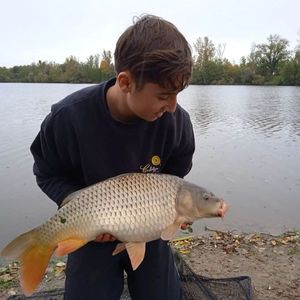 Common Carp