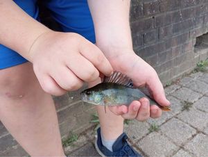 European Perch
