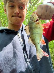 European Perch