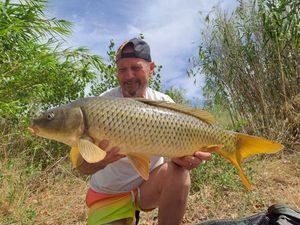 Common Carp