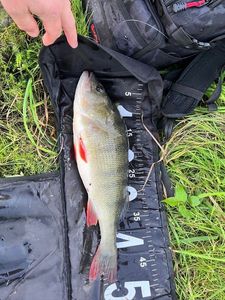 European Perch