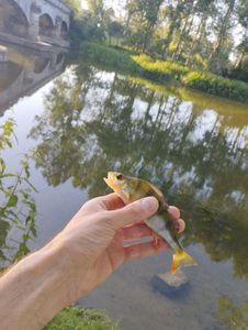 European Perch