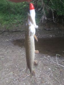 Northern Pike