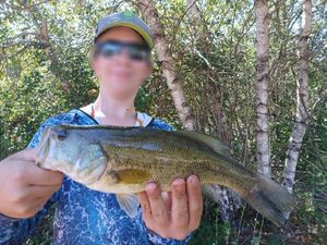 Largemouth Bass