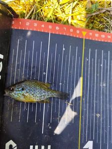 Green Sunfish