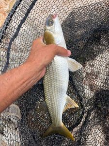 Flathead Grey Mullet