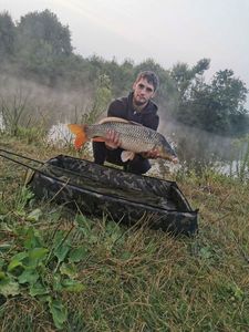 Common Carp