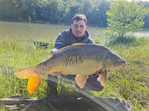 Mirror Carp