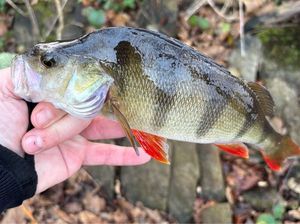 European Perch
