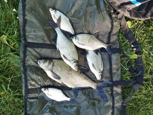 Common Bream