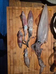 European Squid
