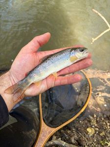 Brown Trout