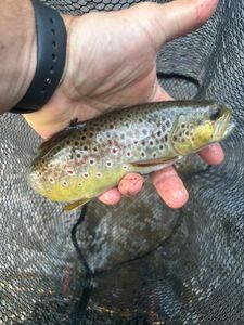 Brown Trout