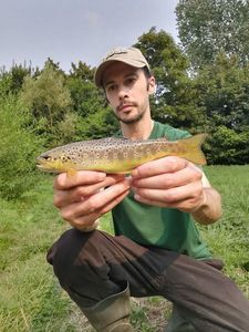 Brown Trout