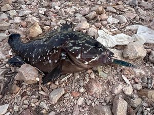 Brown Grouper (Dusky)