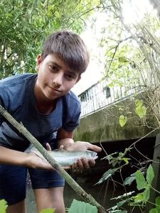 Rainbow Trout