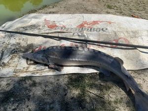 Sturgeon