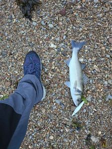 European Bass (Seabass)