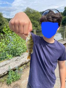 European Perch