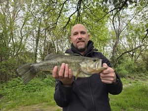 Largemouth Bass