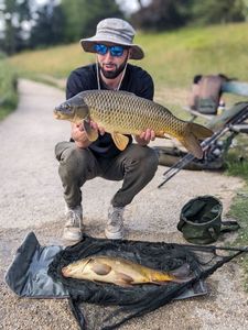 Common Carp