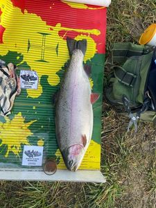 Rainbow Trout