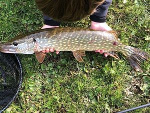 Northern Pike