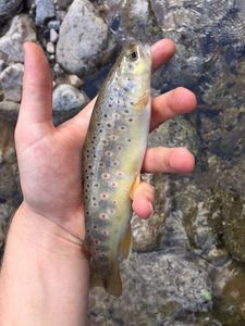 Brown Trout