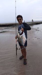 African ponpano