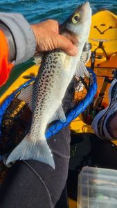 Spotted Seabass