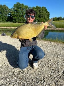 Common Bream