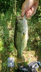 Largemouth Bass