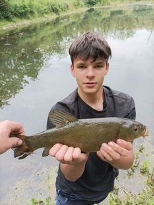 Tench