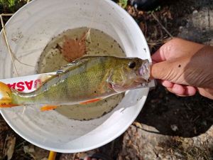European Perch