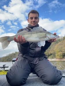 Zander