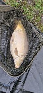 Mirror Carp