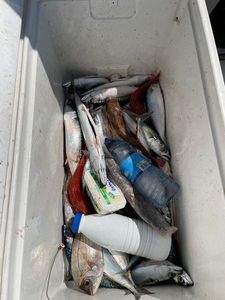Mackerel