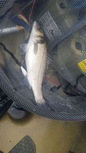 European Bass (Seabass)
