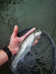 Rainbow Trout