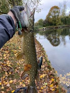 Northern Pike