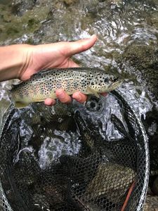 Brown Trout