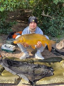 Common Carp
