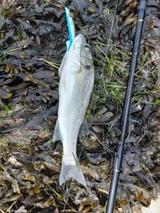 European Bass (Seabass)