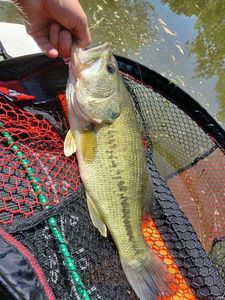 Largemouth Bass