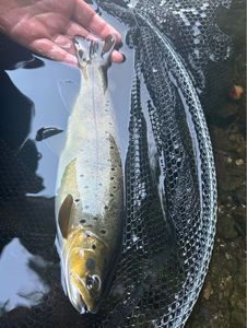 Brown Trout