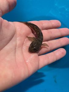 Giant Goby