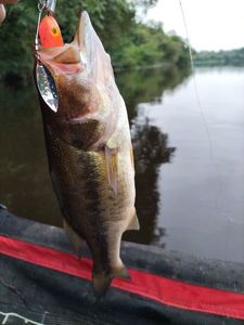 Largemouth Bass