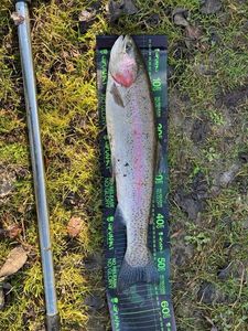 Rainbow Trout