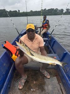 Great Barracuda