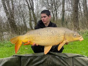 Common Carp